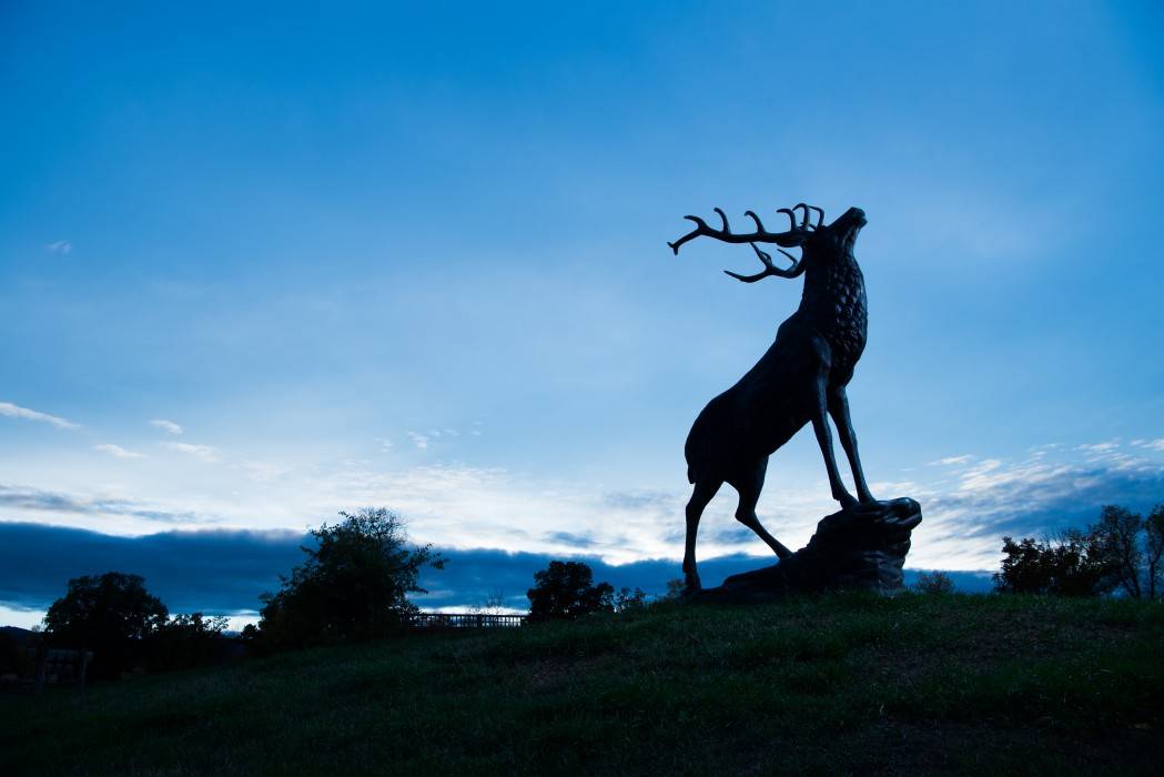 Elk statue during sunset at Elkhorn Ridge Resort 