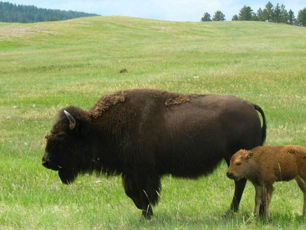 A Buffalo and calf roaming a grass field
