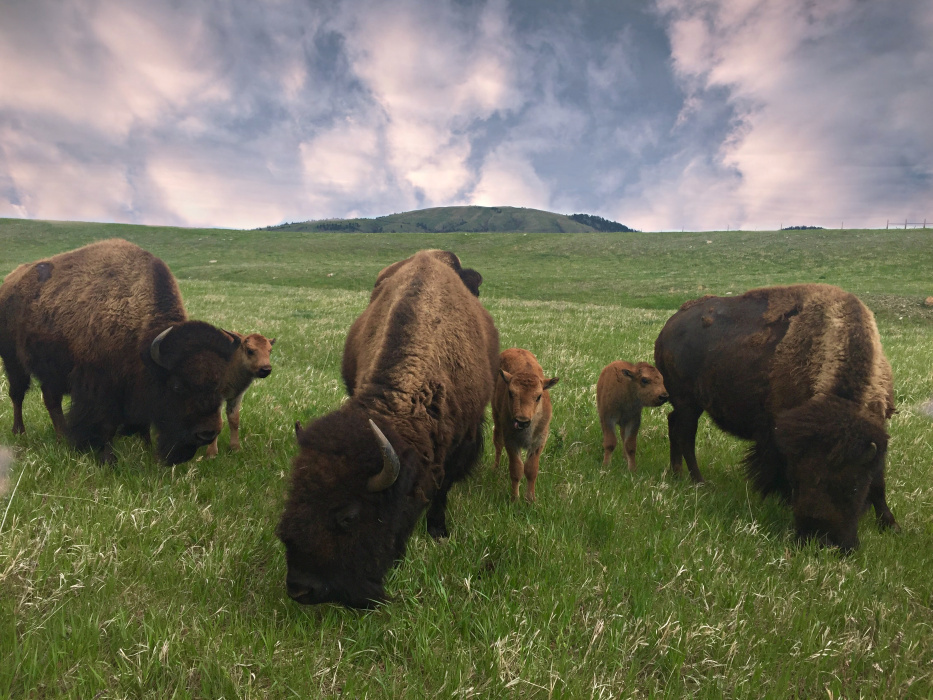 Buffalo calves grazing